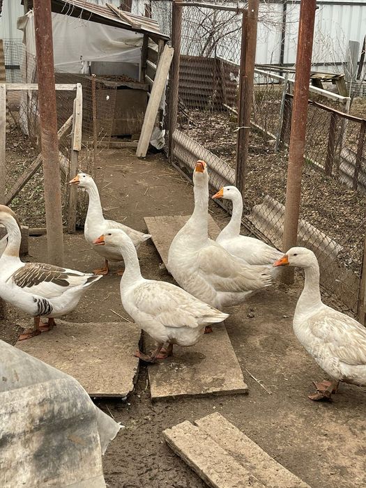 Индоутки (селезень ) Гуси и куры