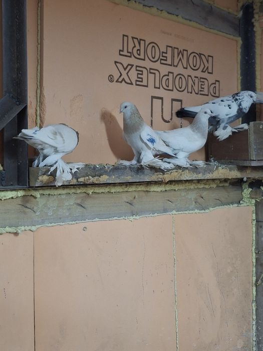 Продам голубей игра гребля тяга