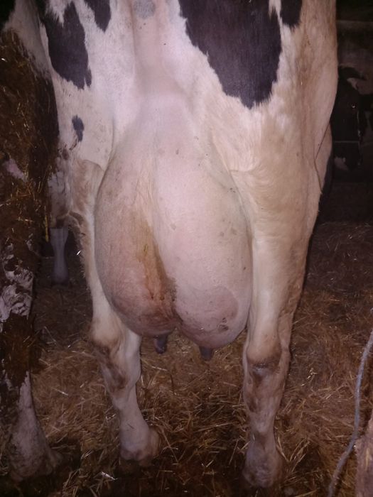 Vand vaca buna de lapte