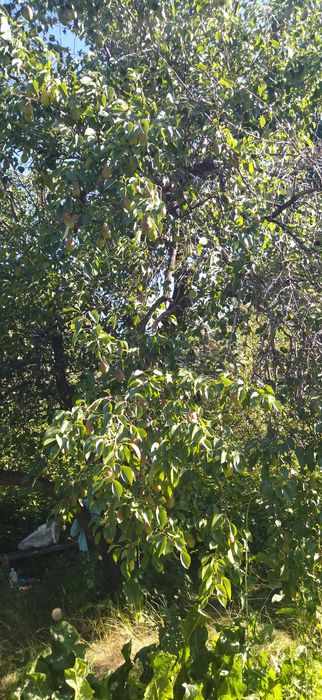 Продам дачу хорошая