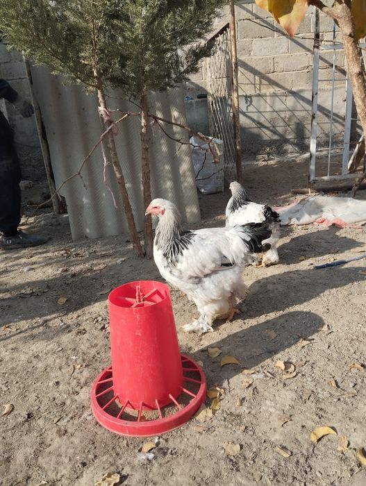 Светлый  палевый хурозла сотилади