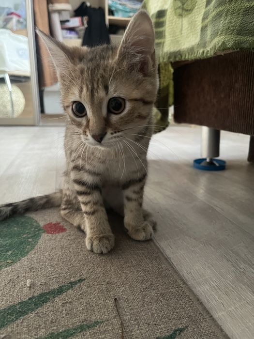 Отдам котенка девочку в добрые руки.