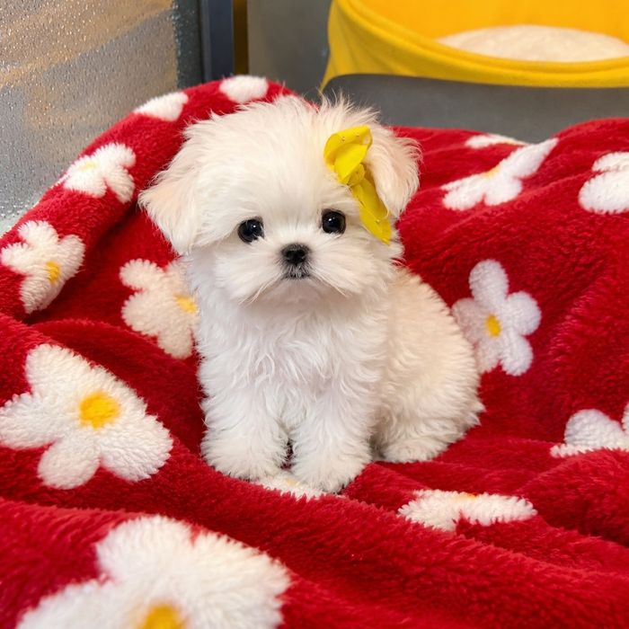 Bichon maltez mini toy