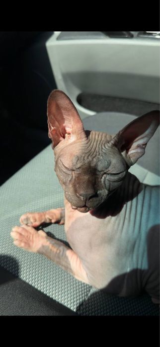 Mushuk sotiladi tez va arzon