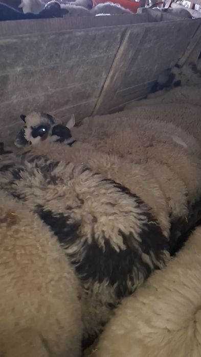 De vanzare miei pe stabulatie!