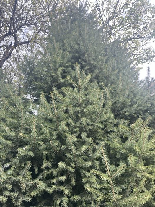Продается ёлка. 4 метр