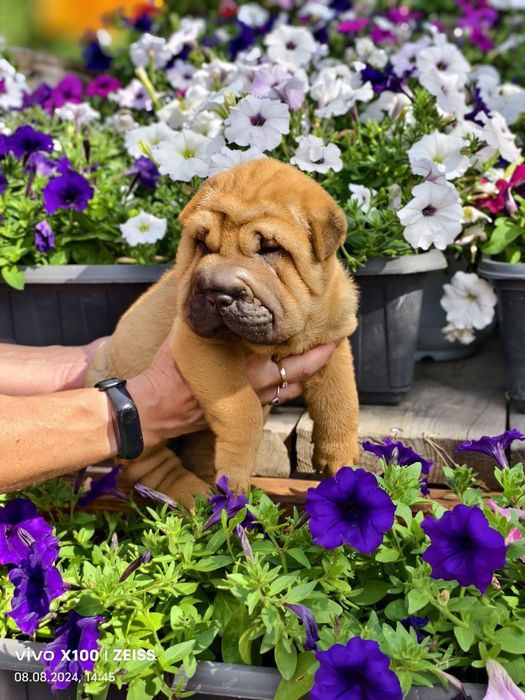 Продам щенка шарпея.