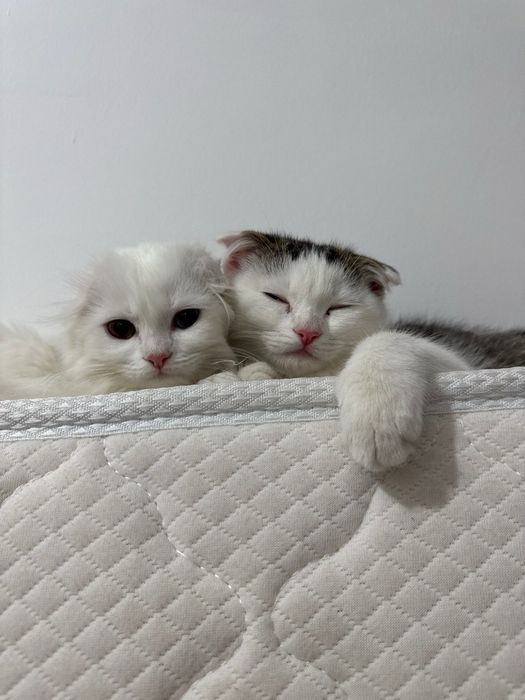 Вязка, читайте внимательно!