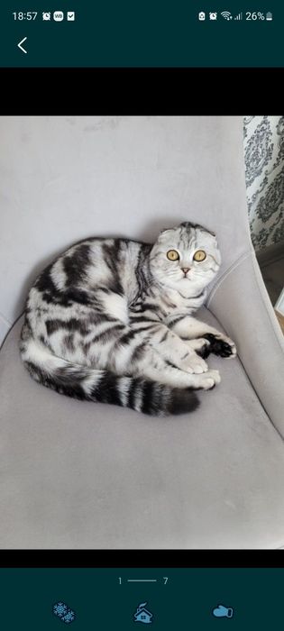 Шотландские котята