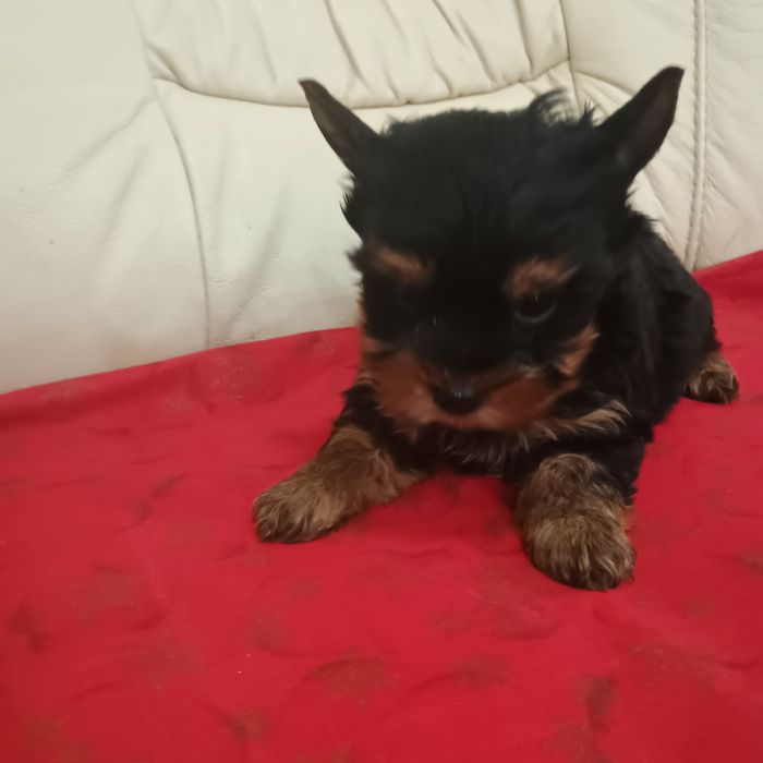 Cățeluși Yorkshire Terrier Toy