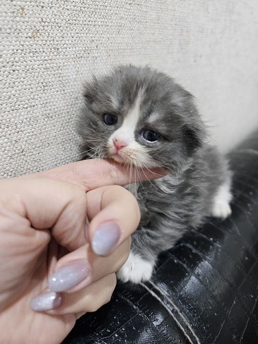 Продам шотландских котят!