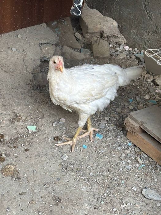 Продам кур несушек и молодых кур оптом.