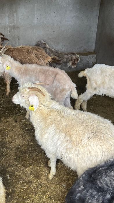 Шібіш Ешкілер сатылады