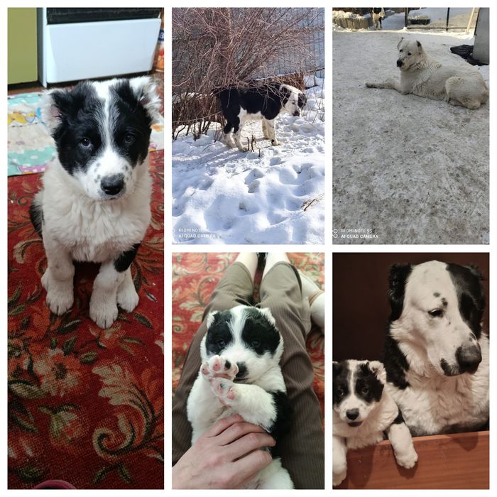 Собака САО Алабай