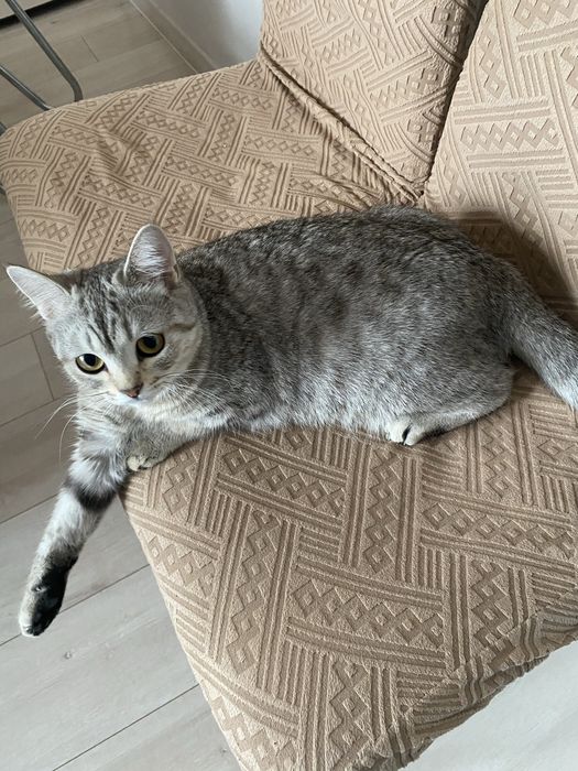 Котенок Скоттиш Страйт
