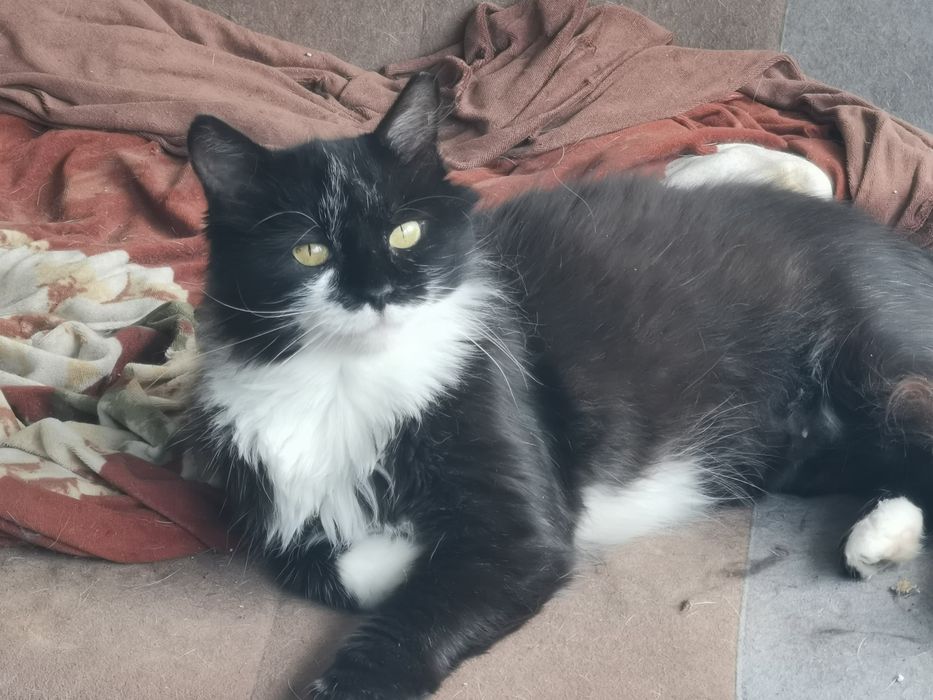 Котка за осиновяване