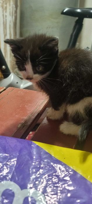 отдам котят даром в хорошие руки