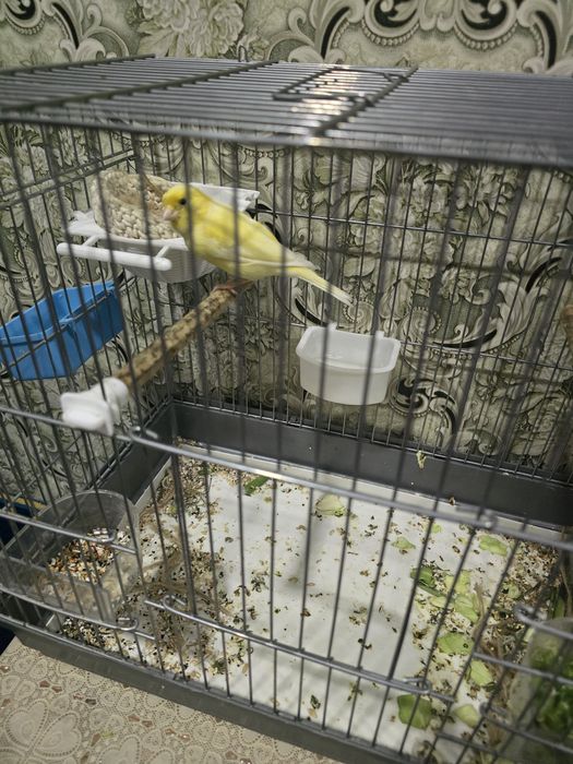 Продаётся канарейка