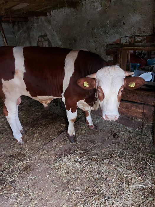 TAUR 11 LUNI       Sat. Vânători 0759594461