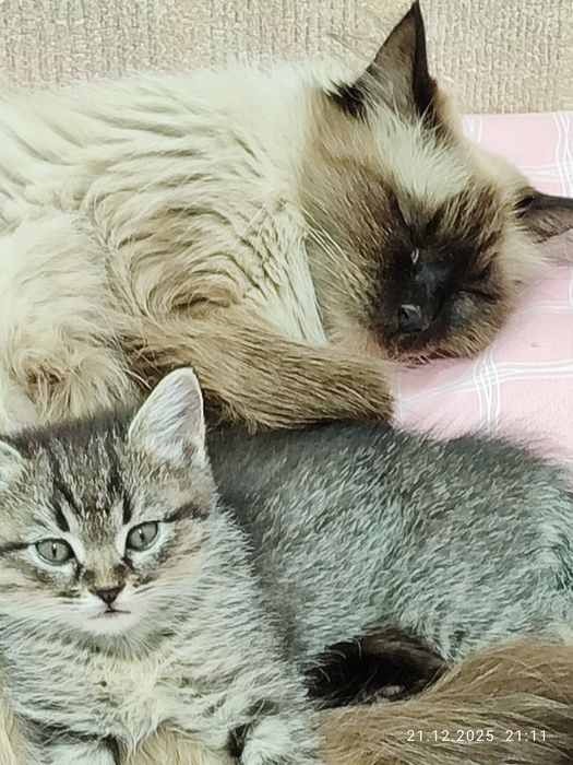 Продам в хорошие руки