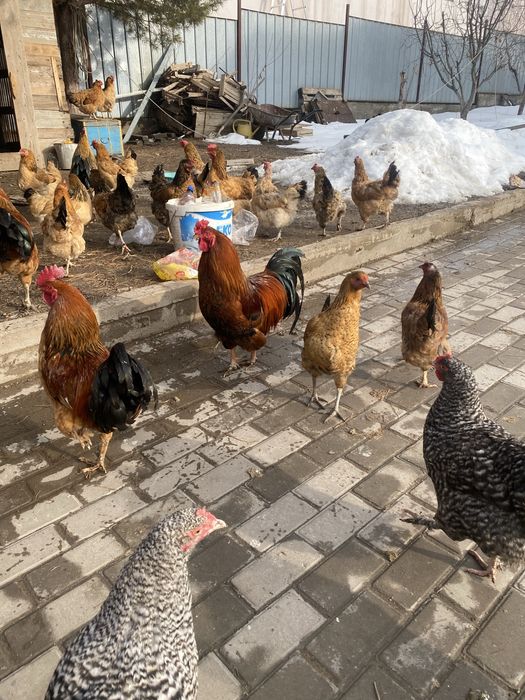 Продам кур и петехов