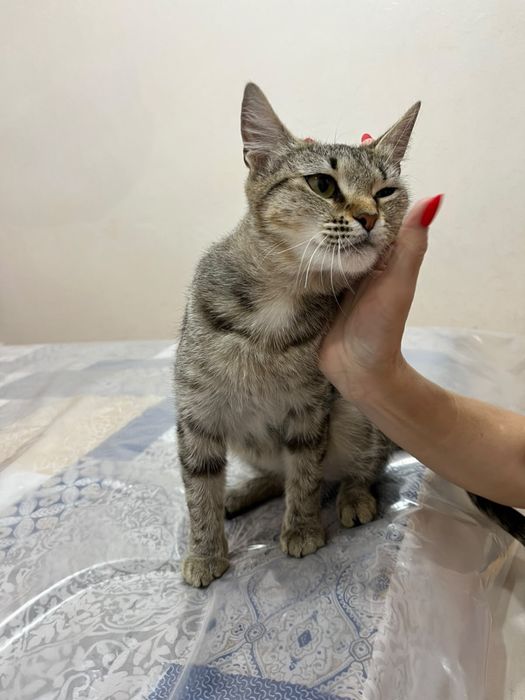 Ищет дом невероятно ласковая кошечка!!