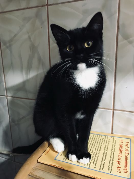 Pet sitter -pisici si caini