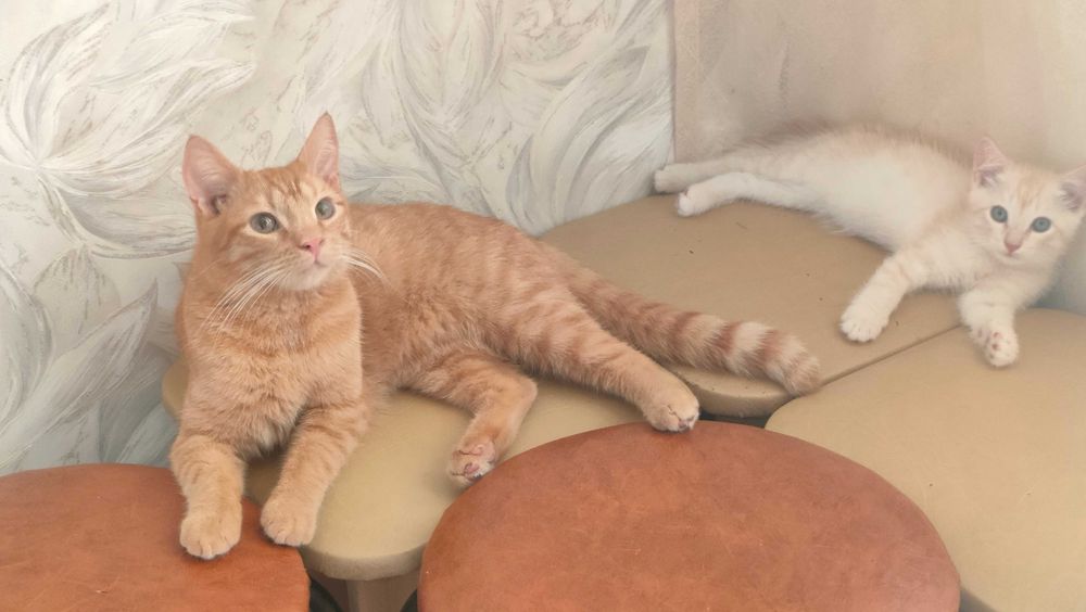 Котя в добрые руки
