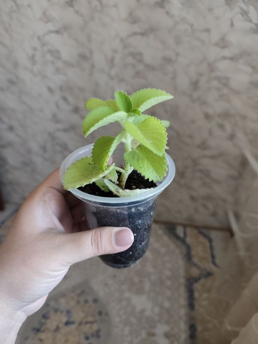 Комнатные растения