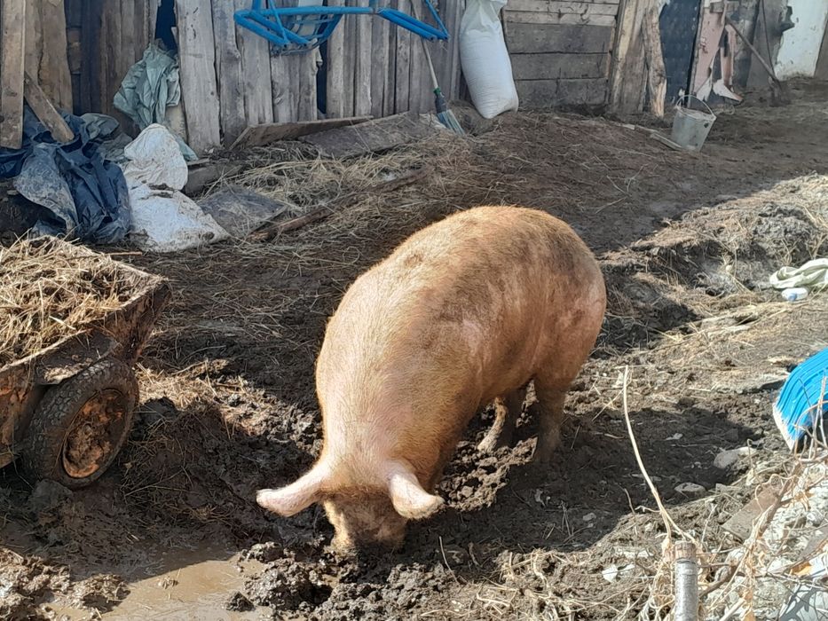Продам мощного кабана производителя с отличной генетикой