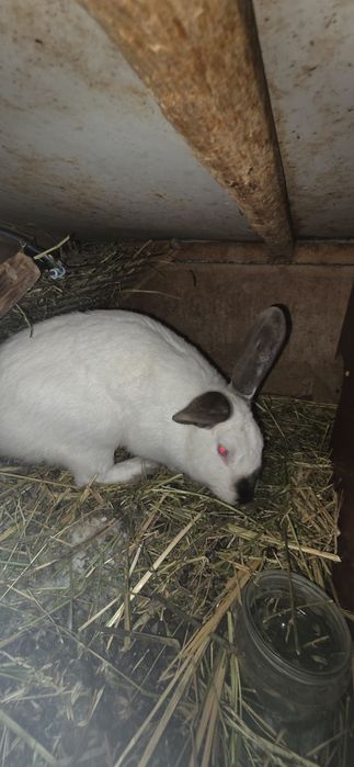 Продам кроликов 5.000