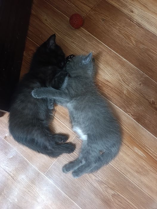 Котята от сиамской мамы