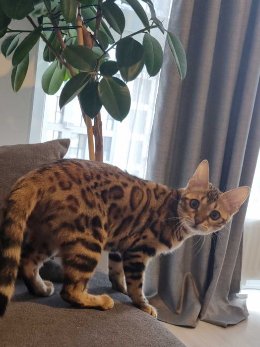 Отдам бенгальскую кошечку.