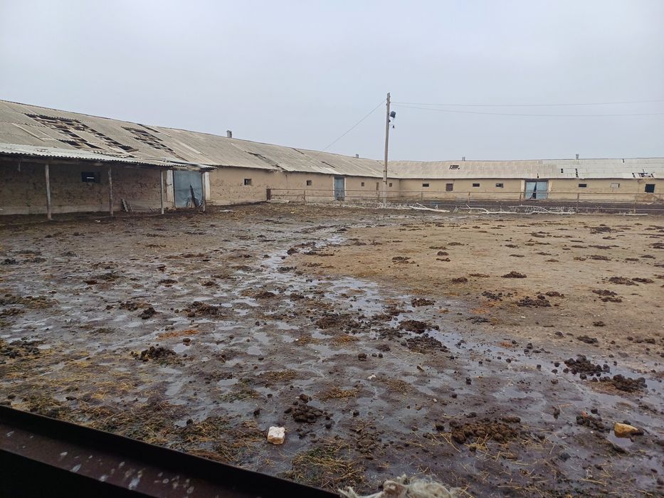 Продам крестьянское хозяйство.