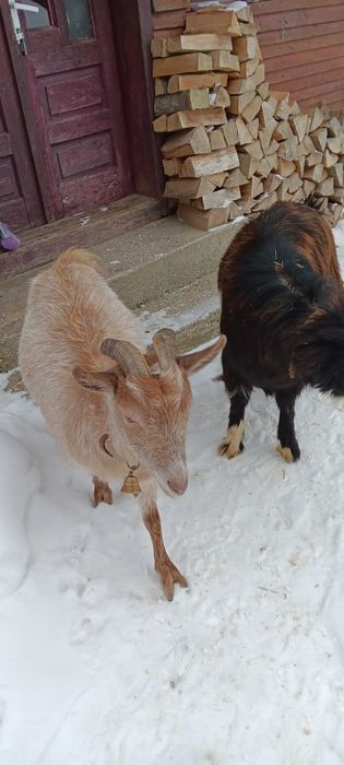 Capre metis de alpin