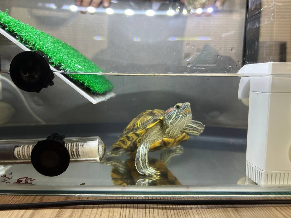 Продаётся большая красноухая черепаха с приданым