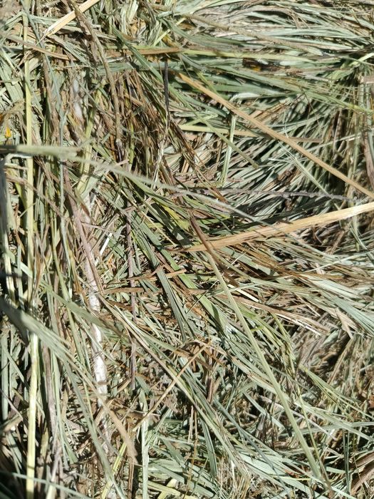 Продам сено рядом с Кокшетау
