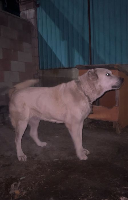 Ұрғашы алабай сатылады