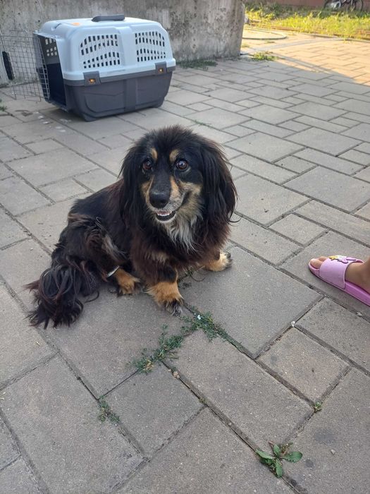 URGENT  caine spre adoptie