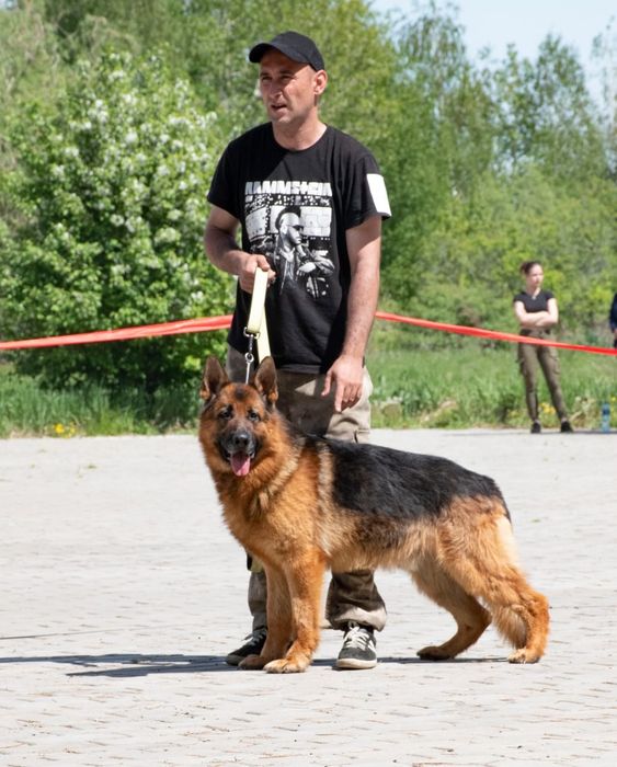 Продам щенков немецкой овчарки