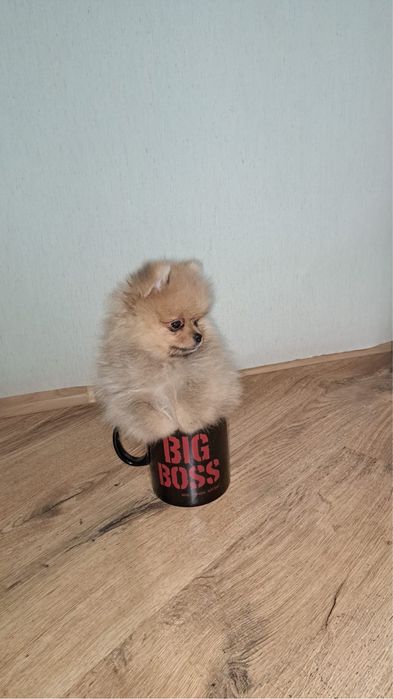 Pomeranian cu pedegree