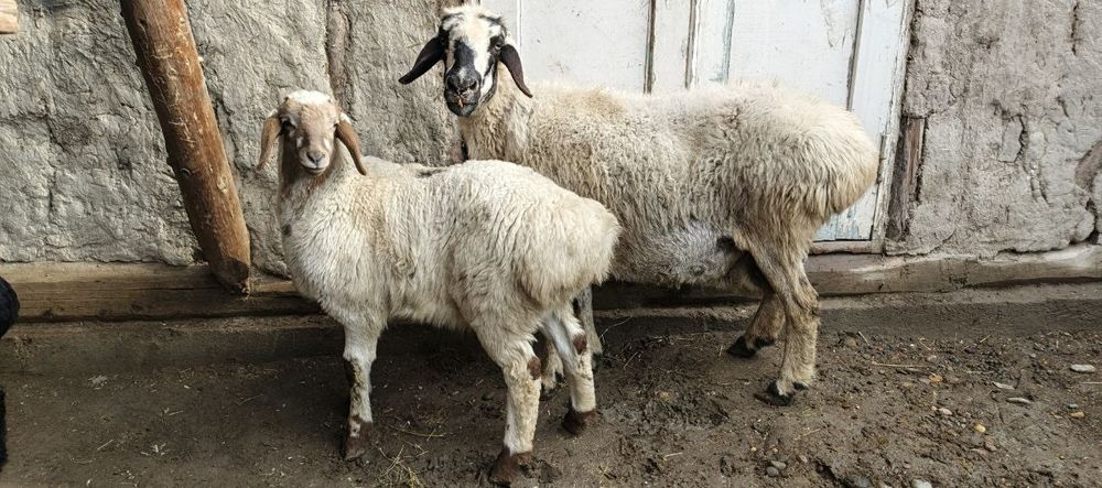 Она бола куйлар сотилади 7500