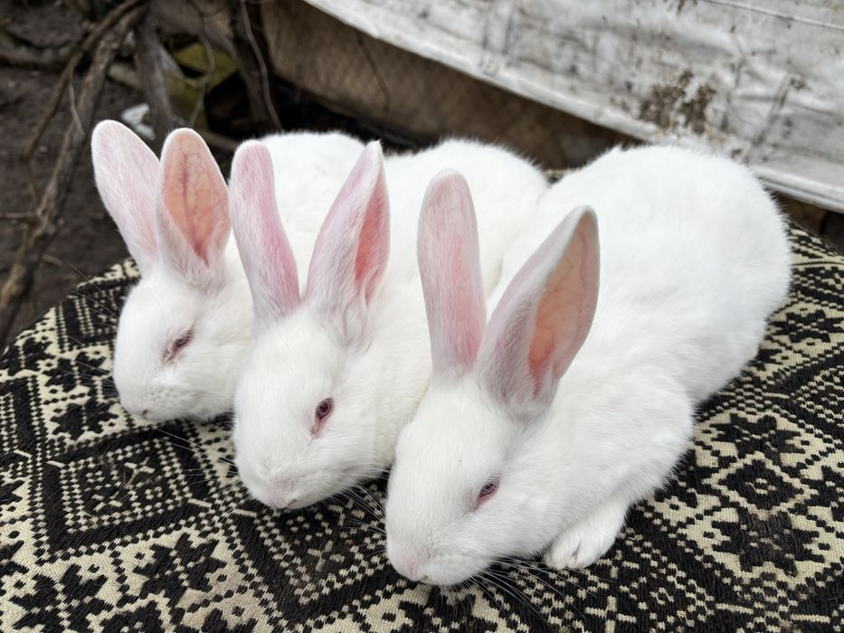 Tineret iepuri hycole francez!