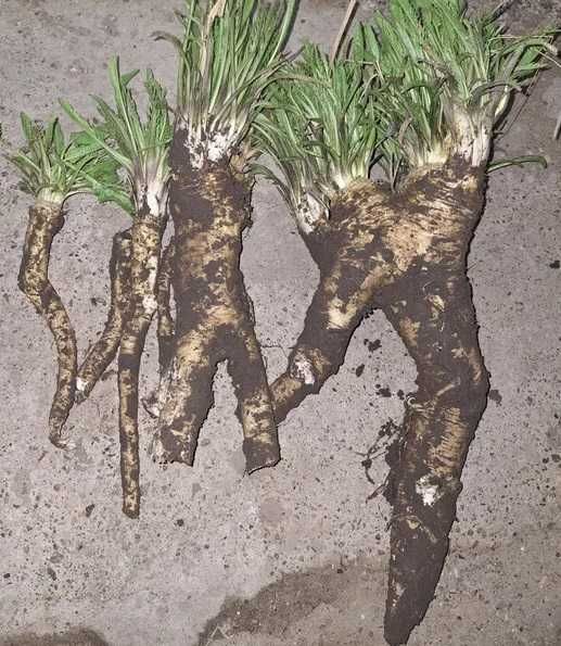 Продам хрен много