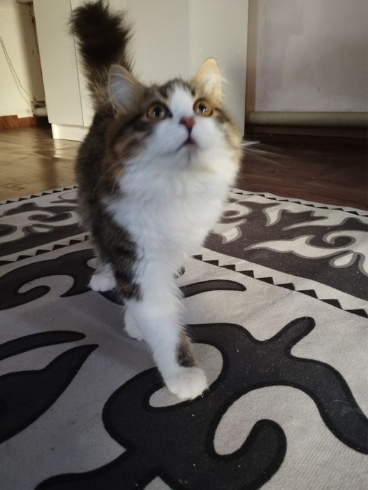 Котёнок девочка.