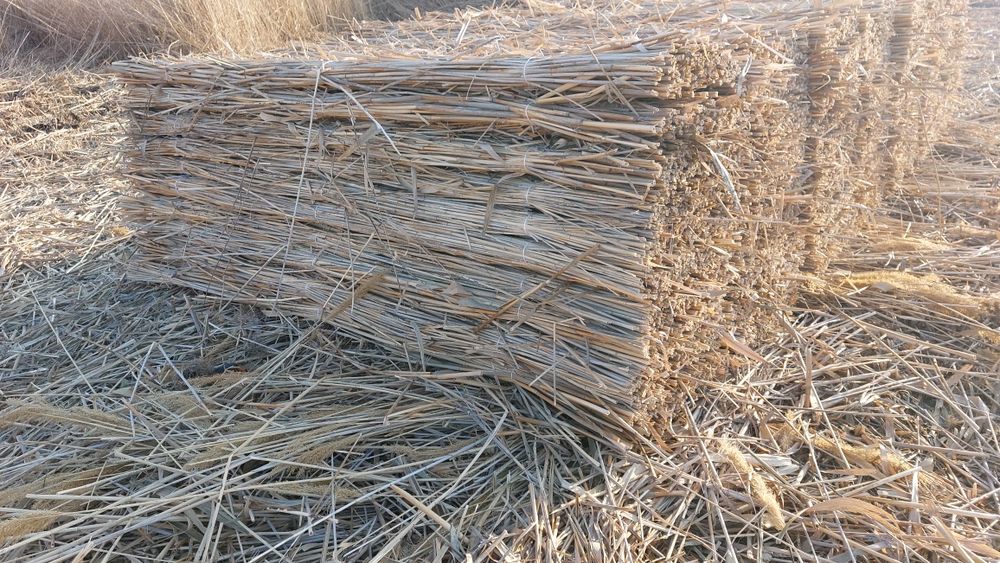 Камыс Камиш Мата