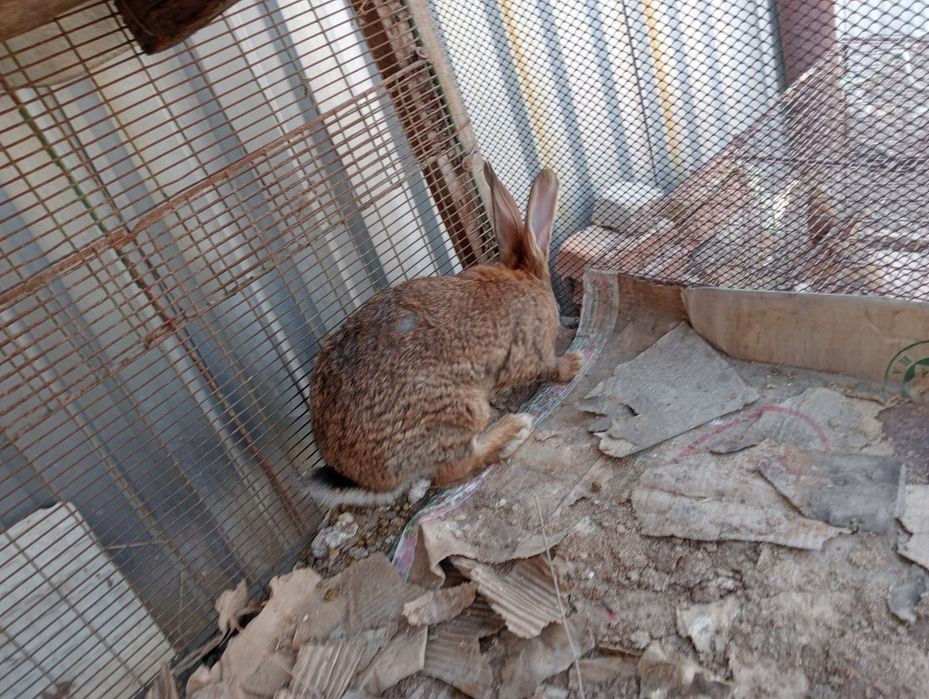 Продам кроликов пара