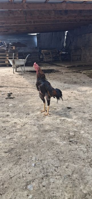 Дакан кораз дакан