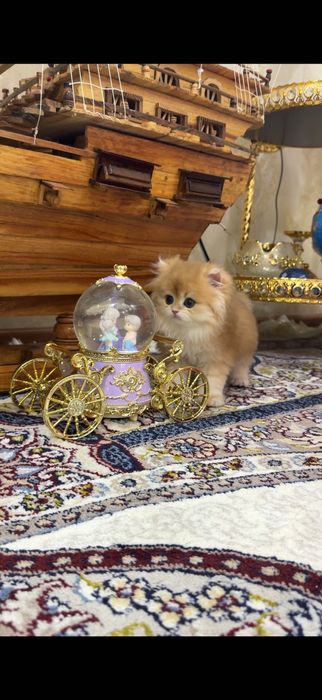 Кошка Золотая шиншилла Хайланд