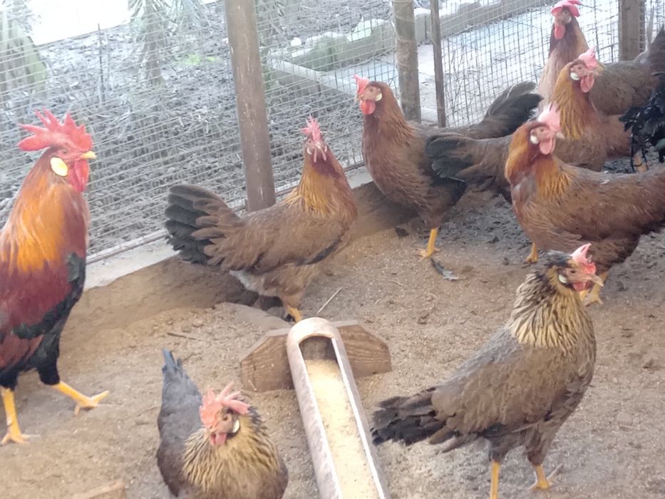 Ouă de găini italiene ptr incubat.